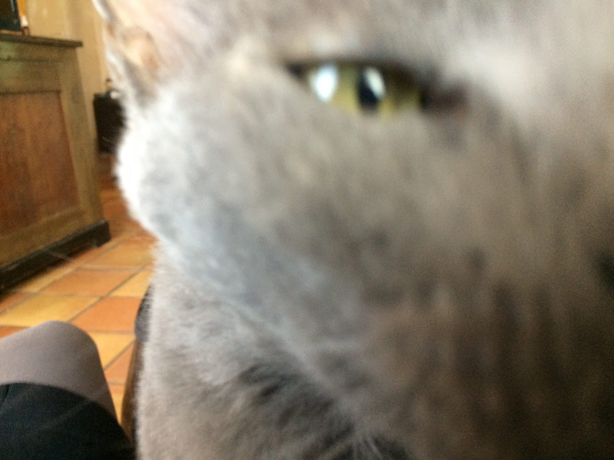 Cat Eye