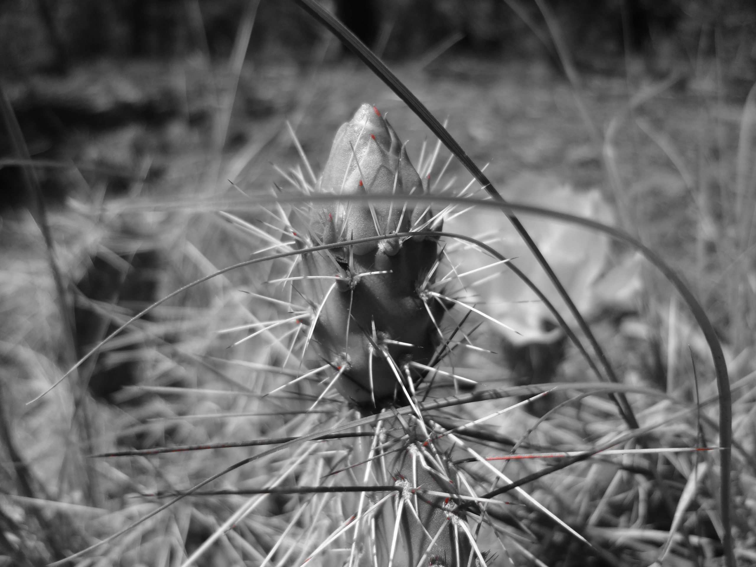 Cactus – B&W
