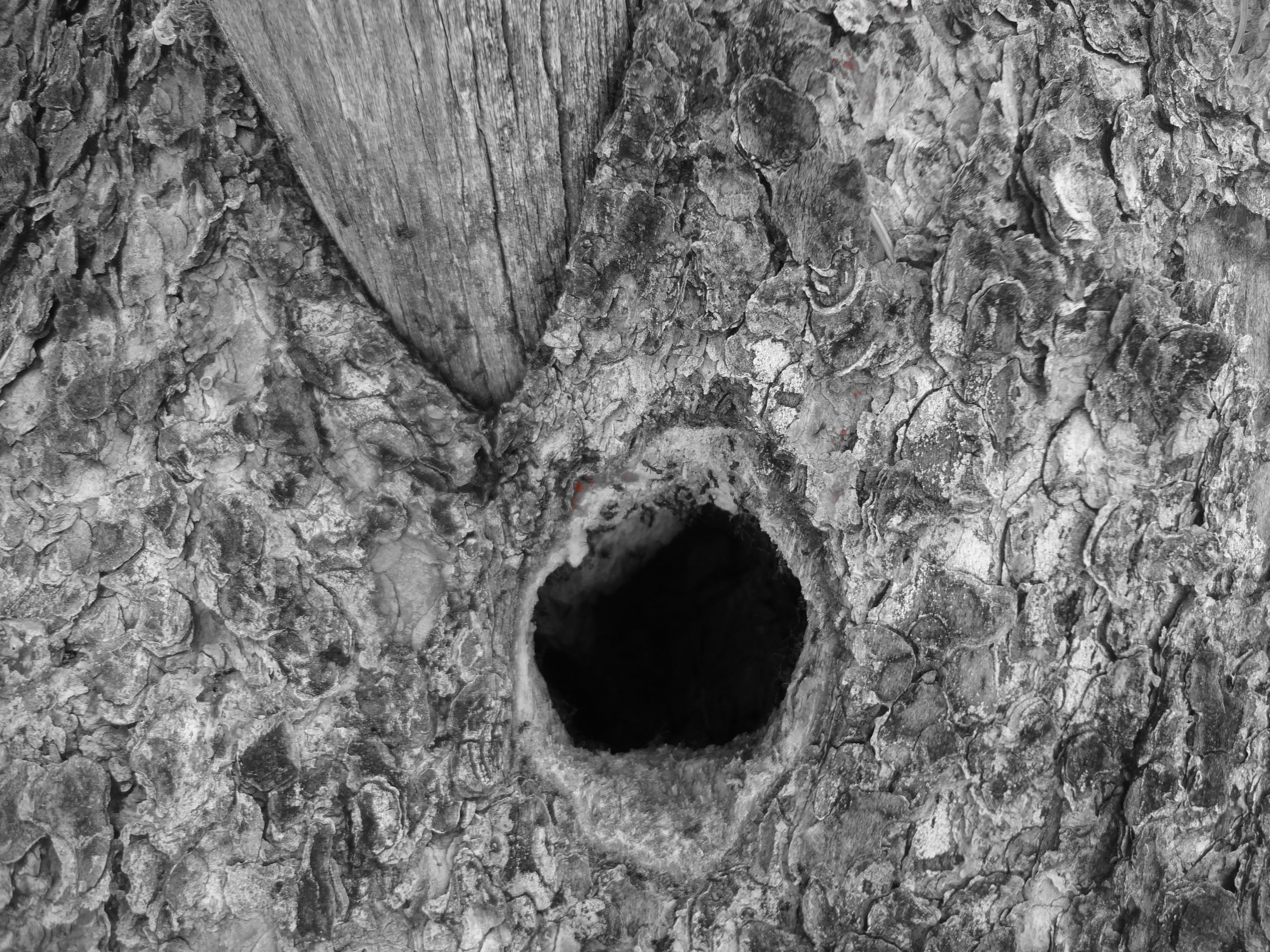 Tree Hole