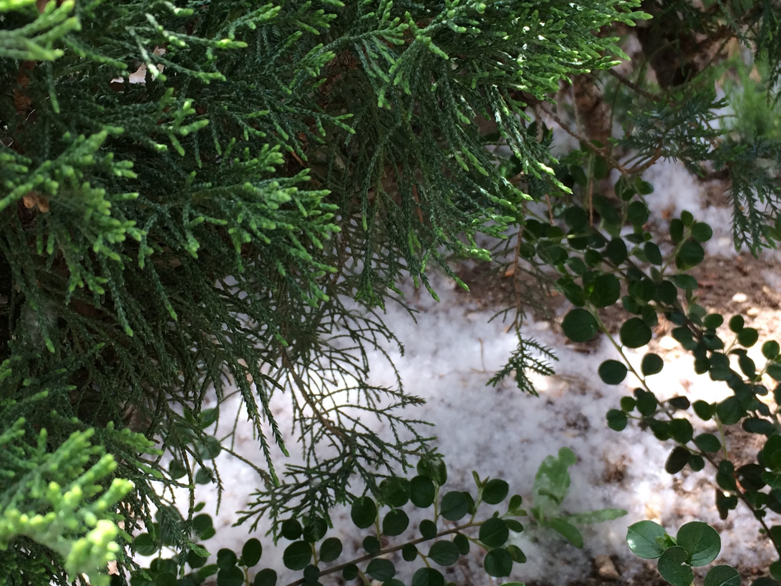 Cotton Snow