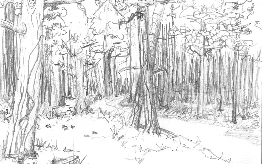 Trees in the Woods – Sketch