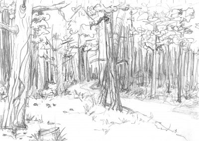 Trees in the Woods – Sketch
