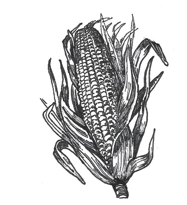 Corn Clip Art